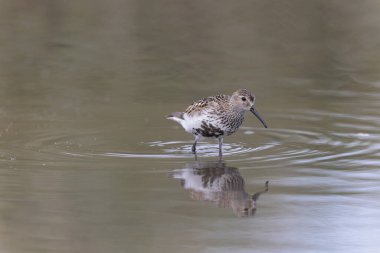 Dunlin Calidris Alpina Fransa 'nın Brittany şehrinde kumlu bir sahilde yürüyor.