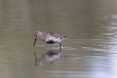 Dunlin Calidris Alpina Fransa 'nın Brittany şehrinde kumlu bir sahilde yürüyor.