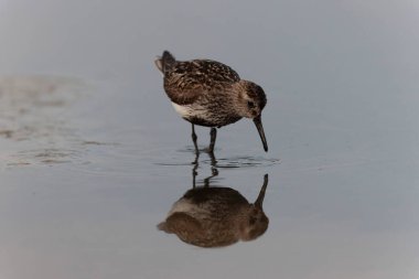 Dunlin Calidris Alpina Fransa 'nın Brittany şehrinde kumlu bir sahilde yürüyor.