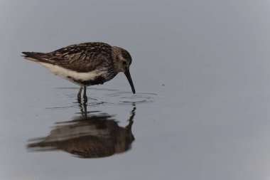 Dunlin Calidris Alpina Fransa 'nın Brittany şehrinde kumlu bir sahilde yürüyor.