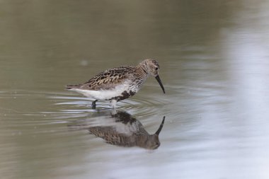Dunlin Calidris Alpina Fransa 'nın Brittany şehrinde kumlu bir sahilde yürüyor.