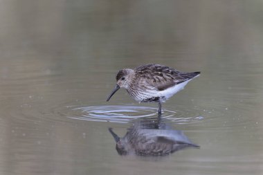Dunlin Calidris Alpina Fransa 'nın Brittany şehrinde kumlu bir sahilde yürüyor.
