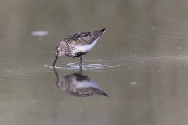 Dunlin Calidris Alpina Fransa 'nın Brittany şehrinde kumlu bir sahilde yürüyor.