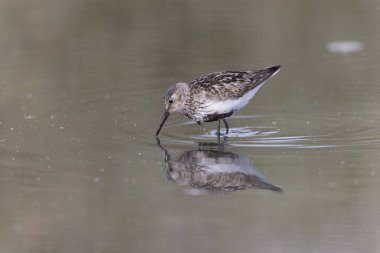 Dunlin Calidris Alpina Fransa 'nın Brittany şehrinde kumlu bir sahilde yürüyor.