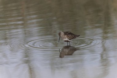 Dunlin Calidris Alpina Fransa 'nın Brittany şehrinde kumlu bir sahilde yürüyor.