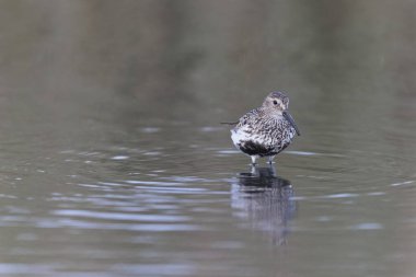 Dunlin Calidris Alpina Fransa 'nın Brittany şehrinde kumlu bir sahilde yürüyor.