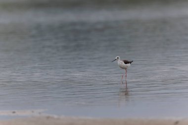 Britanya, Fransa 'da Kara Kanatlı Stilt Himantopus himantopus