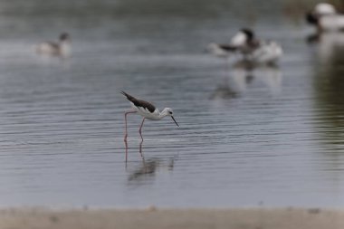 Britanya, Fransa 'da Kara Kanatlı Stilt Himantopus himantopus