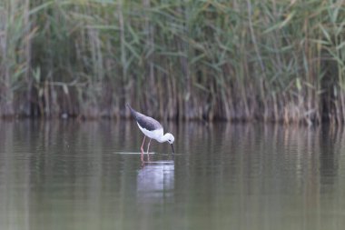 Britanya, Fransa 'da Kara Kanatlı Stilt Himantopus himantopus