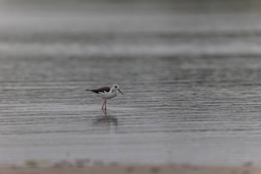 Britanya, Fransa 'da Kara Kanatlı Stilt Himantopus himantopus