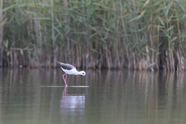 Britanya, Fransa 'da Kara Kanatlı Stilt Himantopus himantopus