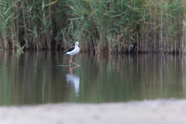 Britanya, Fransa 'da Kara Kanatlı Stilt Himantopus himantopus