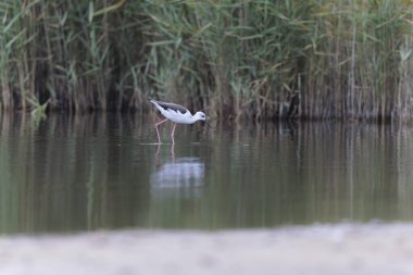Britanya, Fransa 'da Kara Kanatlı Stilt Himantopus himantopus