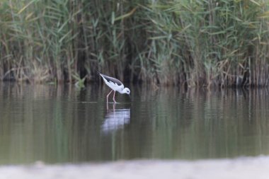 Britanya, Fransa 'da Kara Kanatlı Stilt Himantopus himantopus