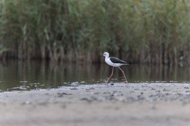 Britanya, Fransa 'da Kara Kanatlı Stilt Himantopus himantopus