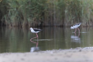 Britanya, Fransa 'da Kara Kanatlı Stilt Himantopus himantopus