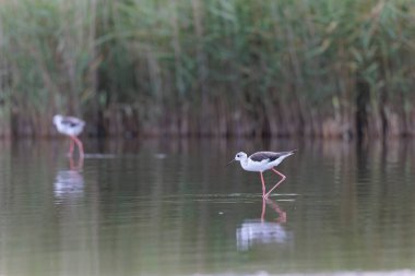 Britanya, Fransa 'da Kara Kanatlı Stilt Himantopus himantopus