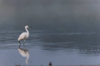 Küçük Egret Egretta Garzetta yakın görüşte.