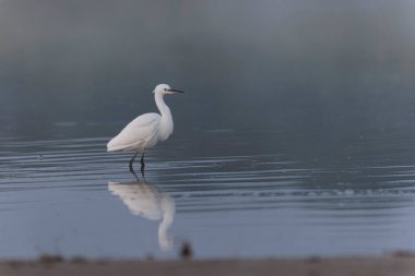 Küçük Egret Egretta Garzetta yakın görüşte.