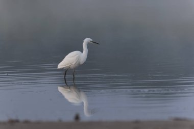 Küçük Egret Egretta Garzetta yakın görüşte.