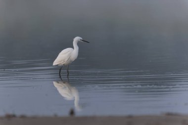 Küçük Egret Egretta Garzetta yakın görüşte.