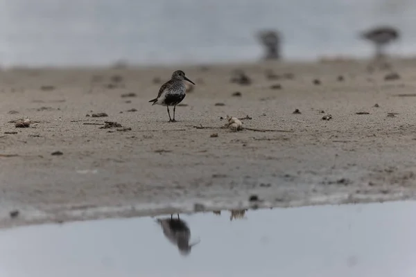 Dunlin Calidris Alpina Caminando Una Playa Arena Marea Baja Bretaña — Foto de Stock