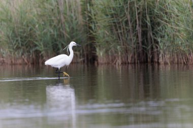 Küçük Egret Egretta Garzetta yakın görüşte.