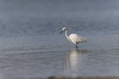 Küçük Egret Egretta Garzetta yakın görüşte.