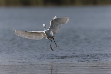 Küçük Egret Egretta Garzetta yakın görüşte.