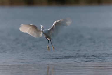Küçük Egret Egretta Garzetta yakın görüşte.