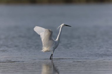 Küçük Egret Egretta Garzetta yakın görüşte.