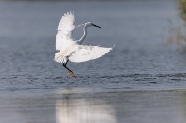 Küçük Egret Egretta Garzetta yakın görüşte.