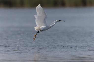 Küçük Egret Egretta Garzetta yakın görüşte.