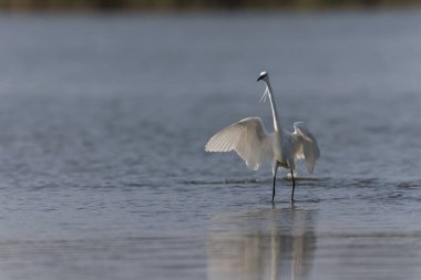 Küçük Egret Egretta Garzetta yakın görüşte.
