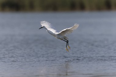 Küçük Egret Egretta Garzetta yakın görüşte.