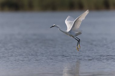 Küçük Egret Egretta Garzetta yakın görüşte.