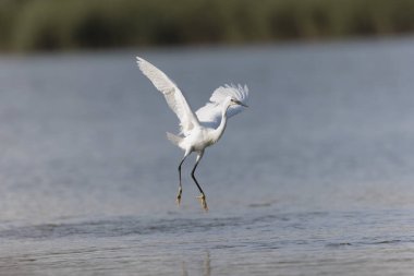 Küçük Egret Egretta Garzetta yakın görüşte.