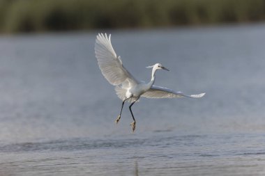 Küçük Egret Egretta Garzetta yakın görüşte.