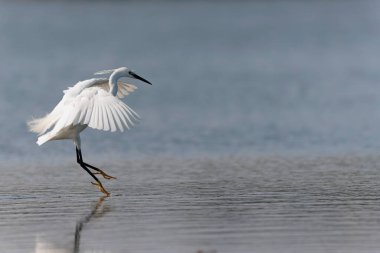 Küçük Egret Egretta Garzetta yakın görüşte.