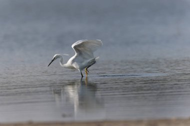 Küçük Egret Egretta Garzetta yakın görüşte.