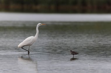 Finistere, Brittany, Fransa 'dan Büyük Beyaz Egret Ardea alba