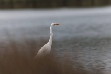 Finistere, Brittany, Fransa 'dan Büyük Beyaz Egret Ardea alba