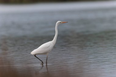 Finistere, Brittany, Fransa 'dan Büyük Beyaz Egret Ardea alba