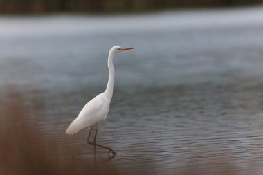 Finistere, Brittany, Fransa 'dan Büyük Beyaz Egret Ardea alba