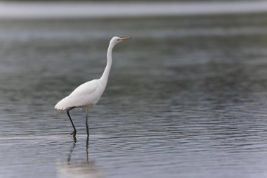 Finistere, Brittany, Fransa 'dan Büyük Beyaz Egret Ardea alba