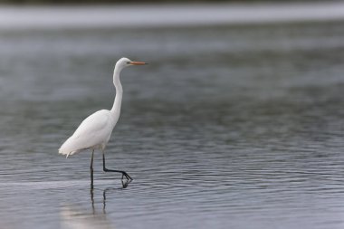 Finistere, Brittany, Fransa 'dan Büyük Beyaz Egret Ardea alba