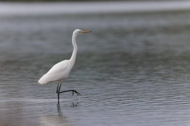 Finistere, Brittany, Fransa 'dan Büyük Beyaz Egret Ardea alba