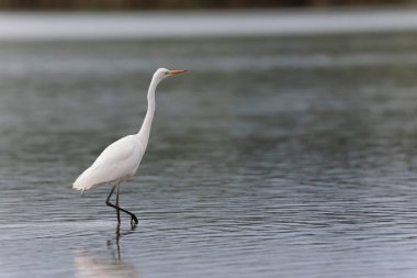 Finistere, Brittany, Fransa 'dan Büyük Beyaz Egret Ardea alba