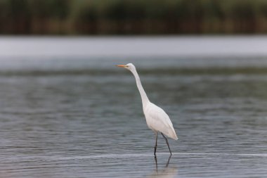 Finistere, Brittany, Fransa 'dan Büyük Beyaz Egret Ardea alba