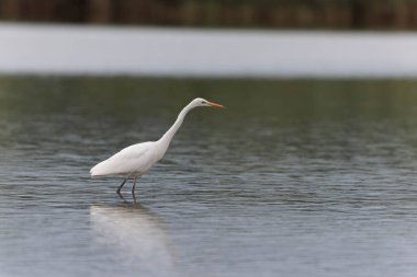 Finistere, Brittany, Fransa 'dan Büyük Beyaz Egret Ardea alba